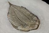 Large, Dalmanites - Classic New York Trilobite #68091-2